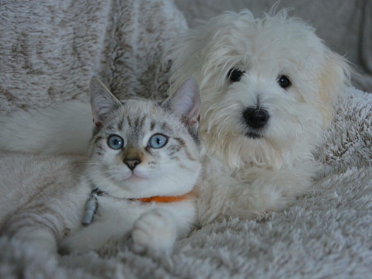 Imagem cat-dog